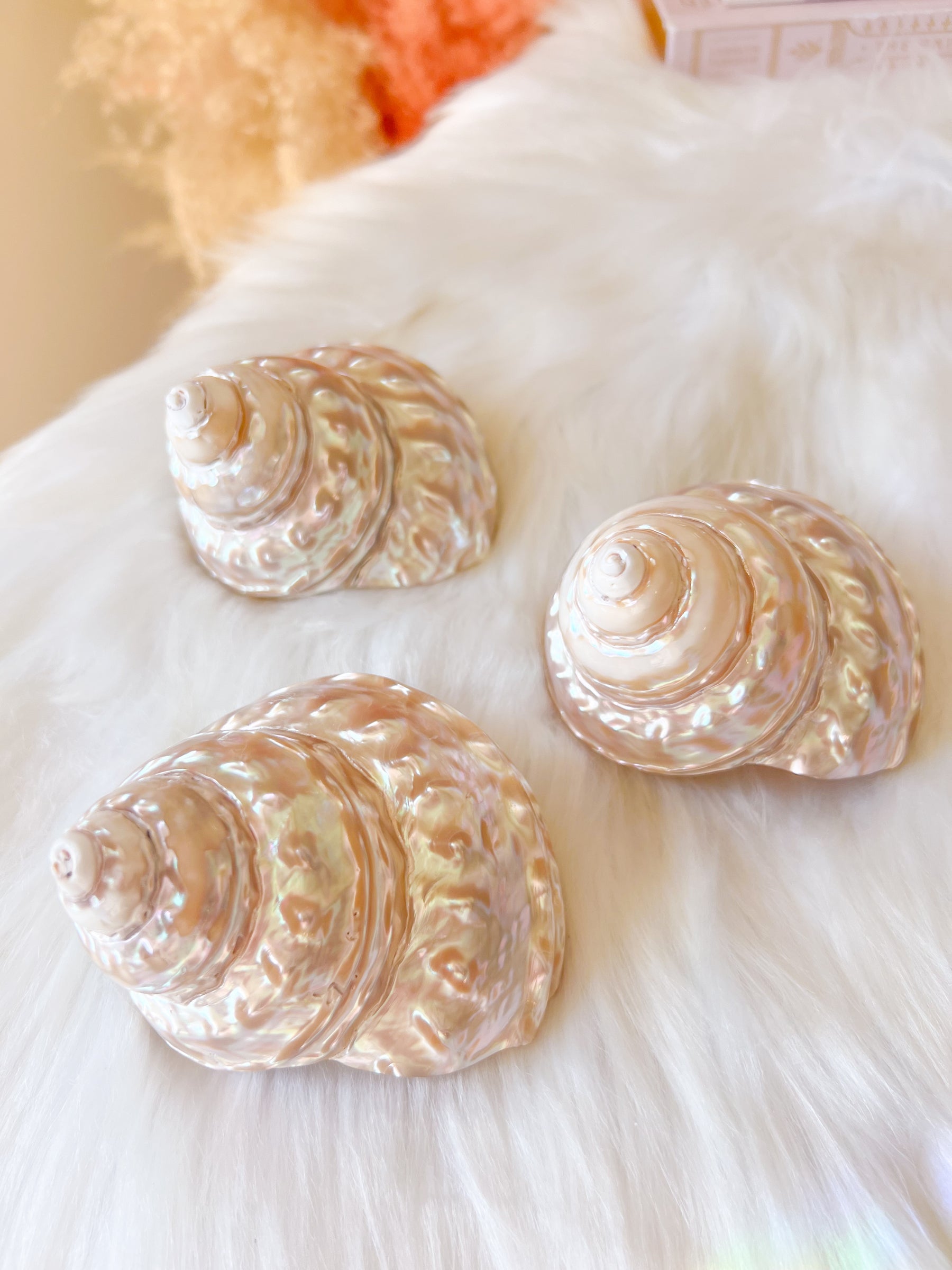 Pearlescent Turban Shell
