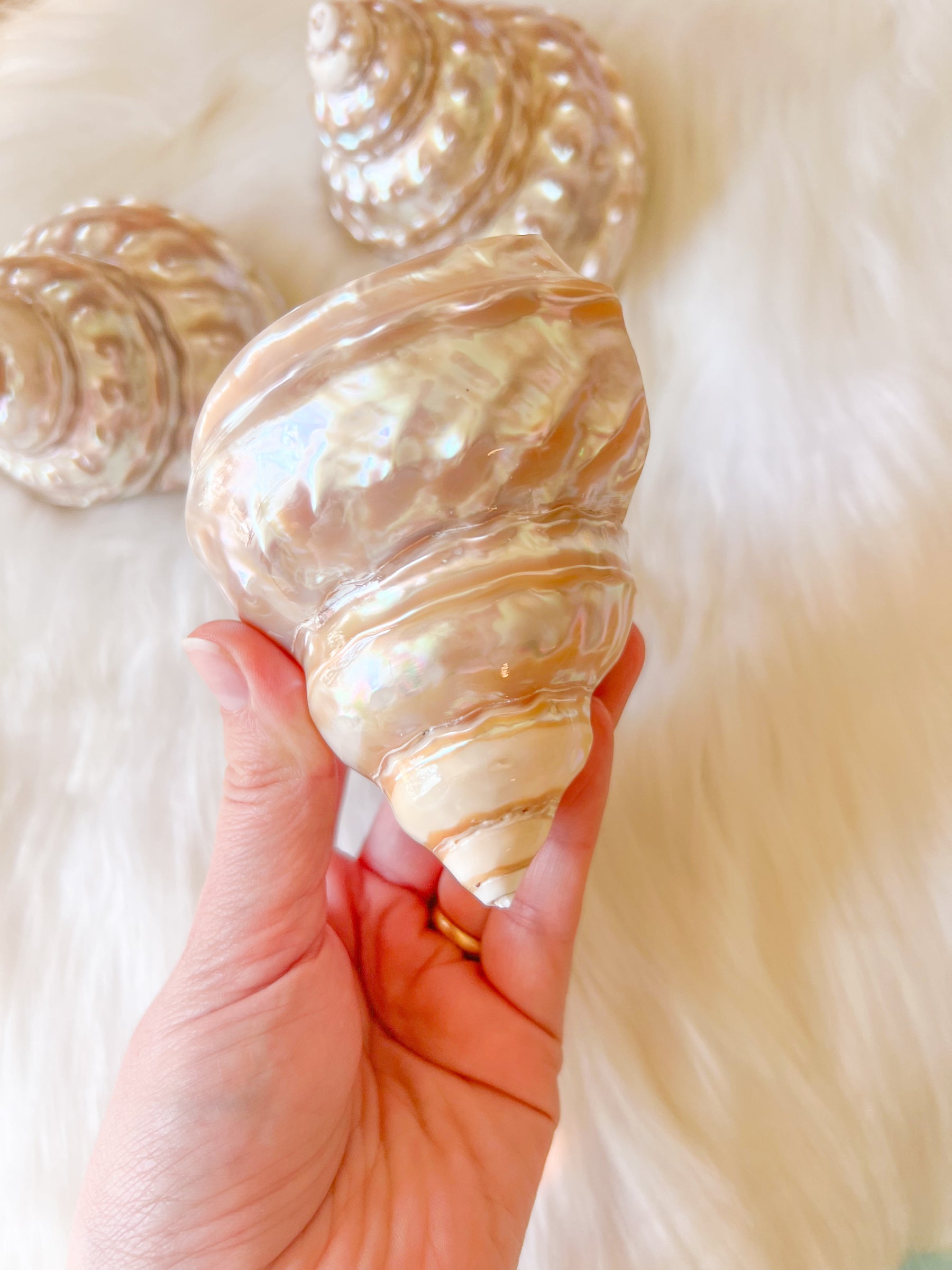 Pearlescent Turban Shell