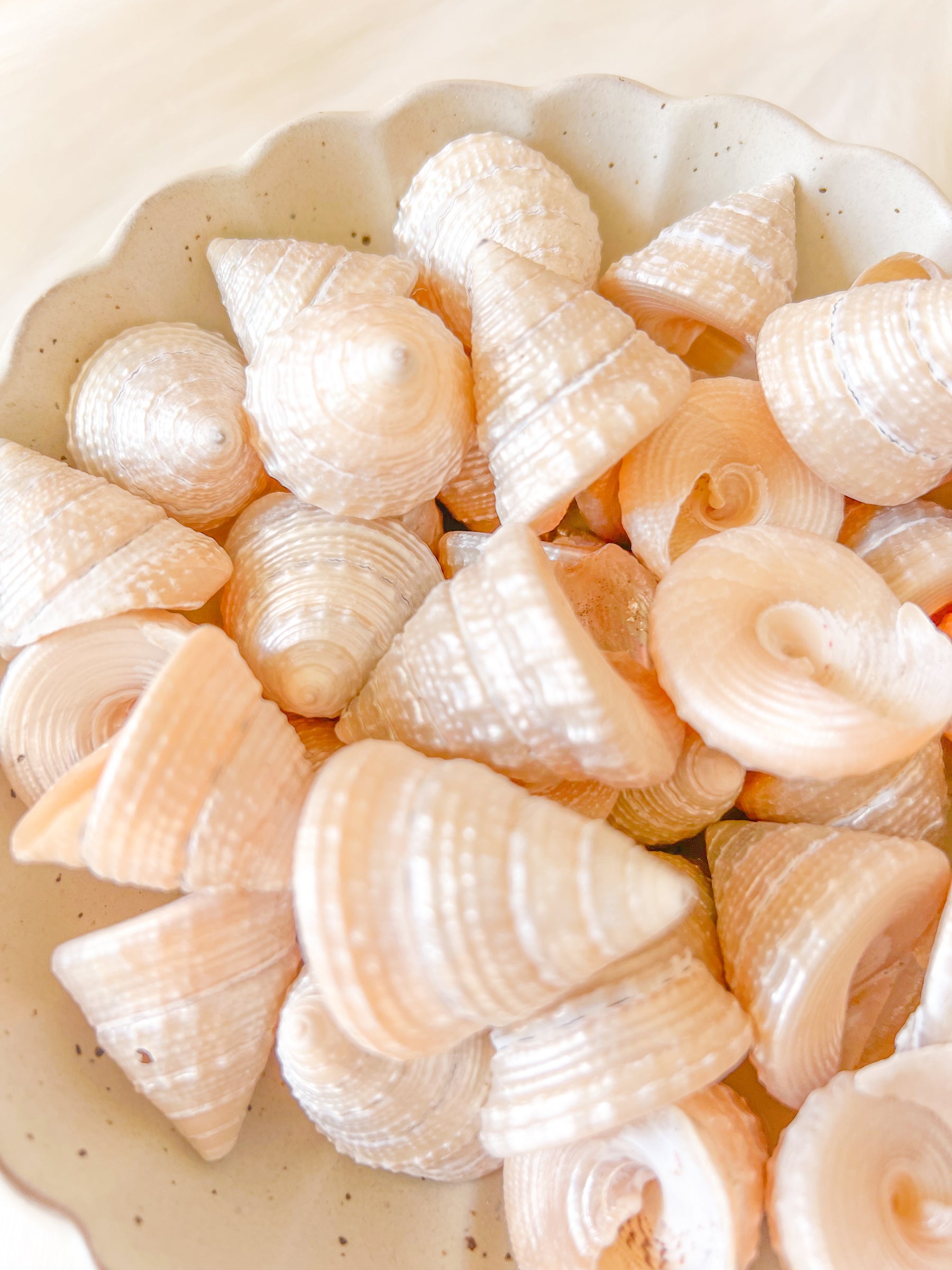Mini Turban Shell