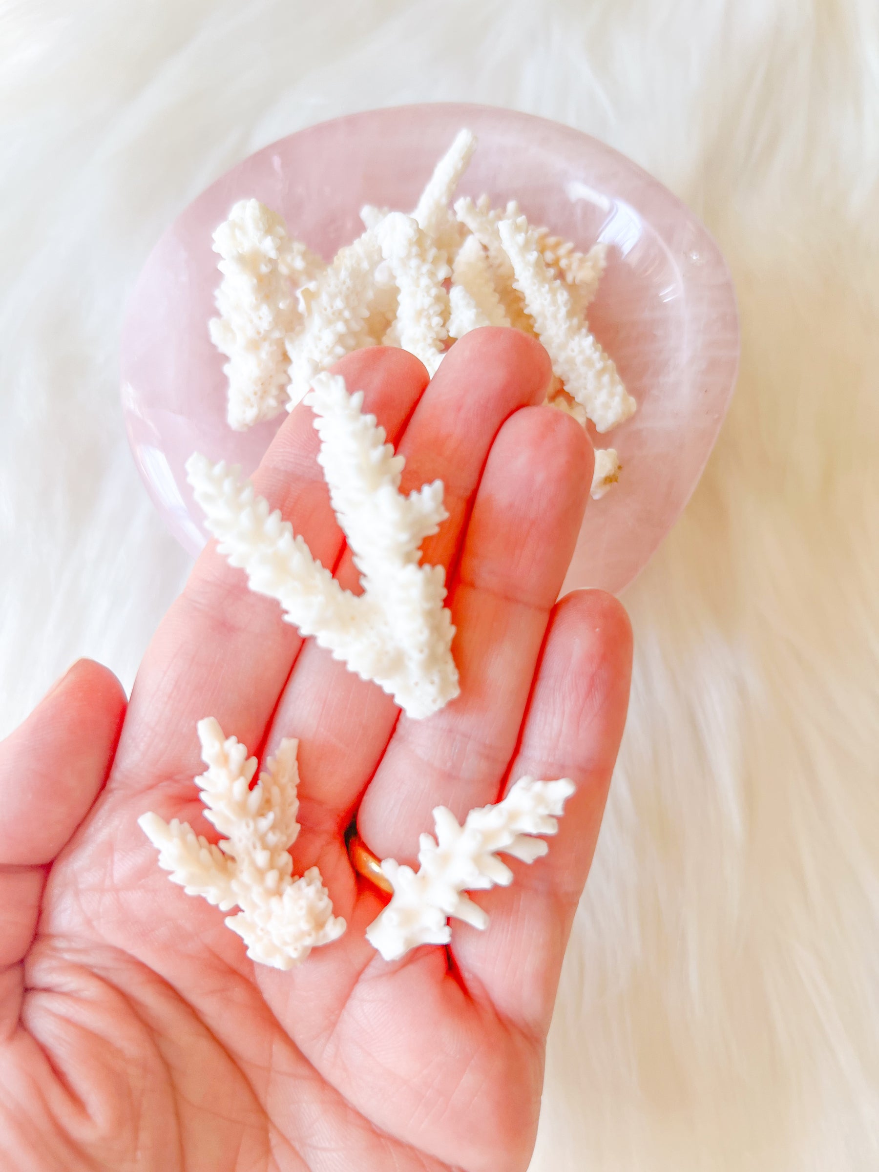 Small Coral Branch