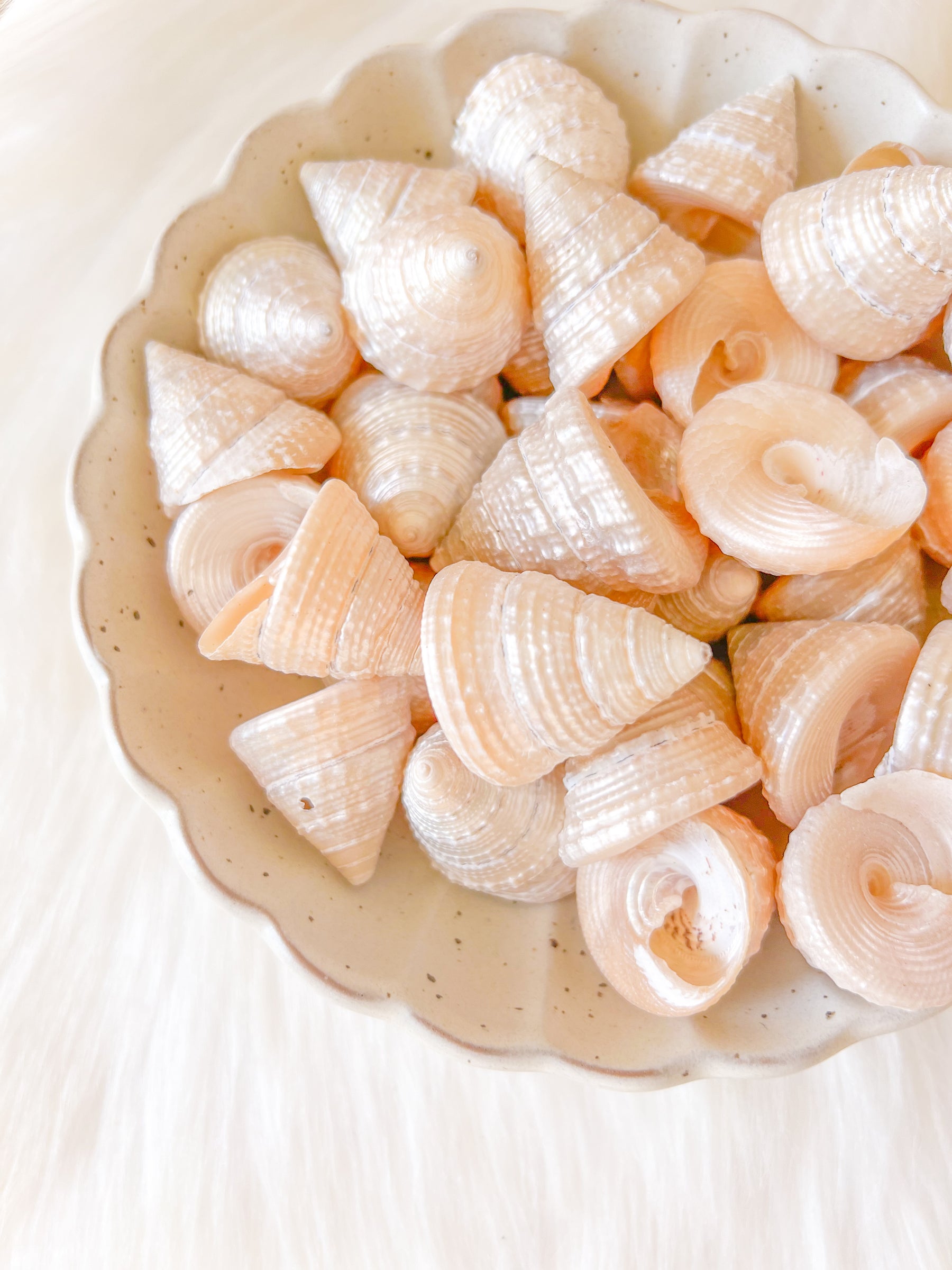 Mini Turban Shell