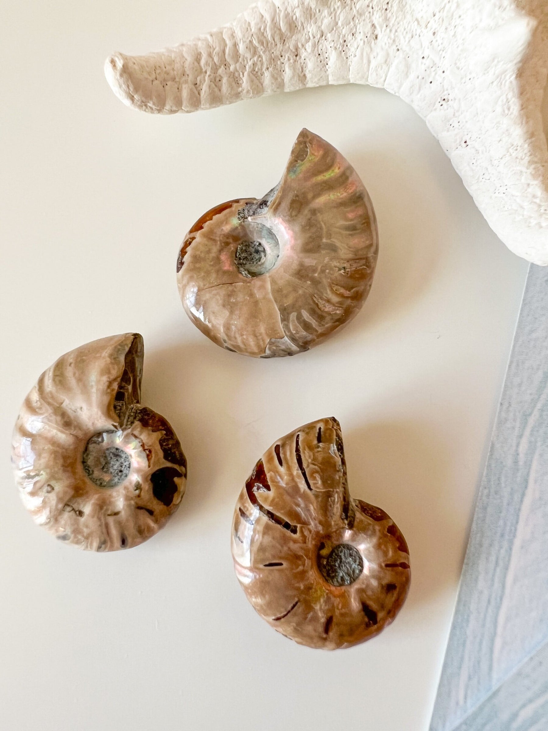 Opalescent Ammonite Fossil