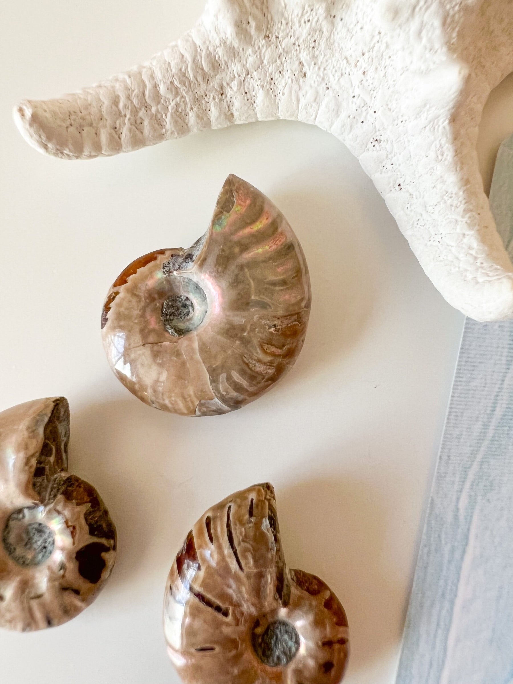 Opalescent Ammonite Fossil