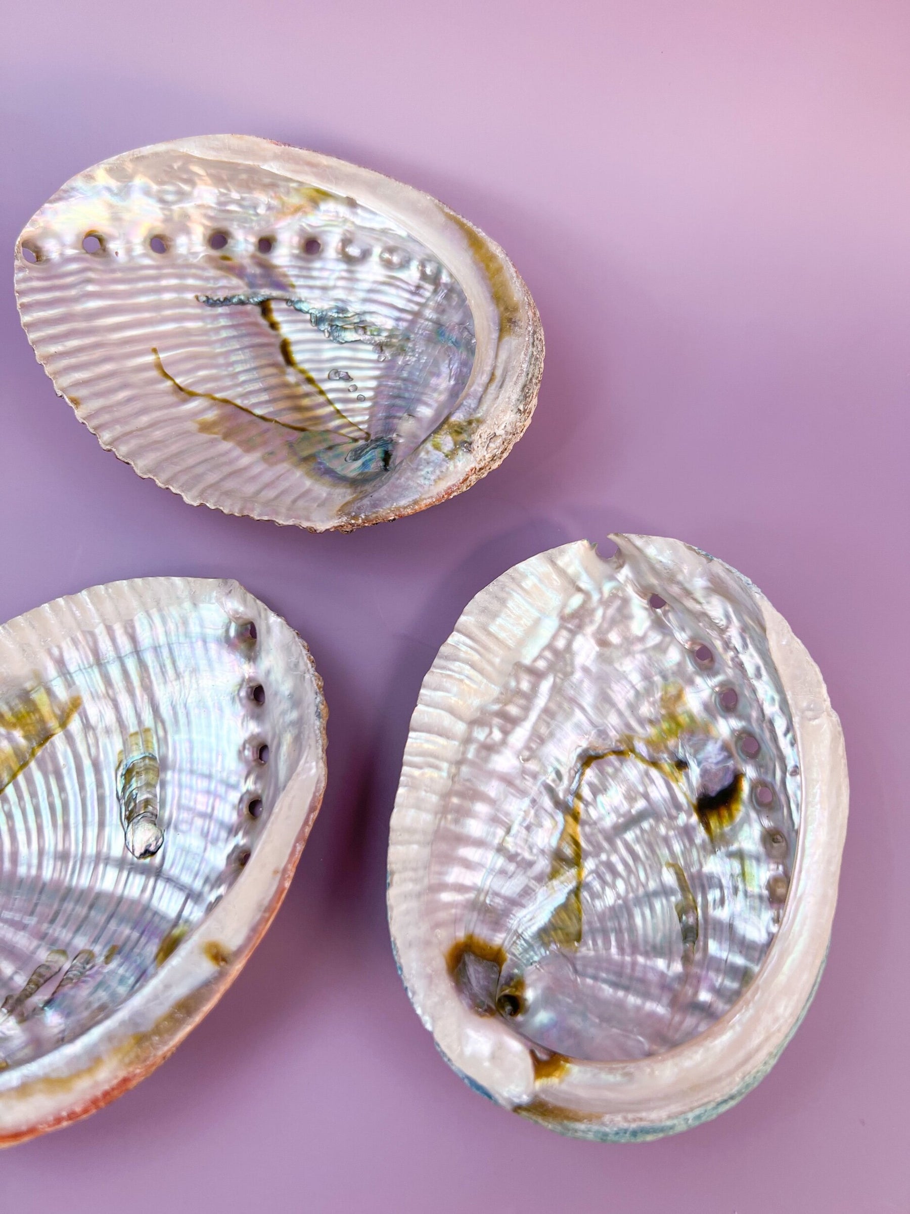 Abalone Shells Inside Shell Inside Of Abalone Shell